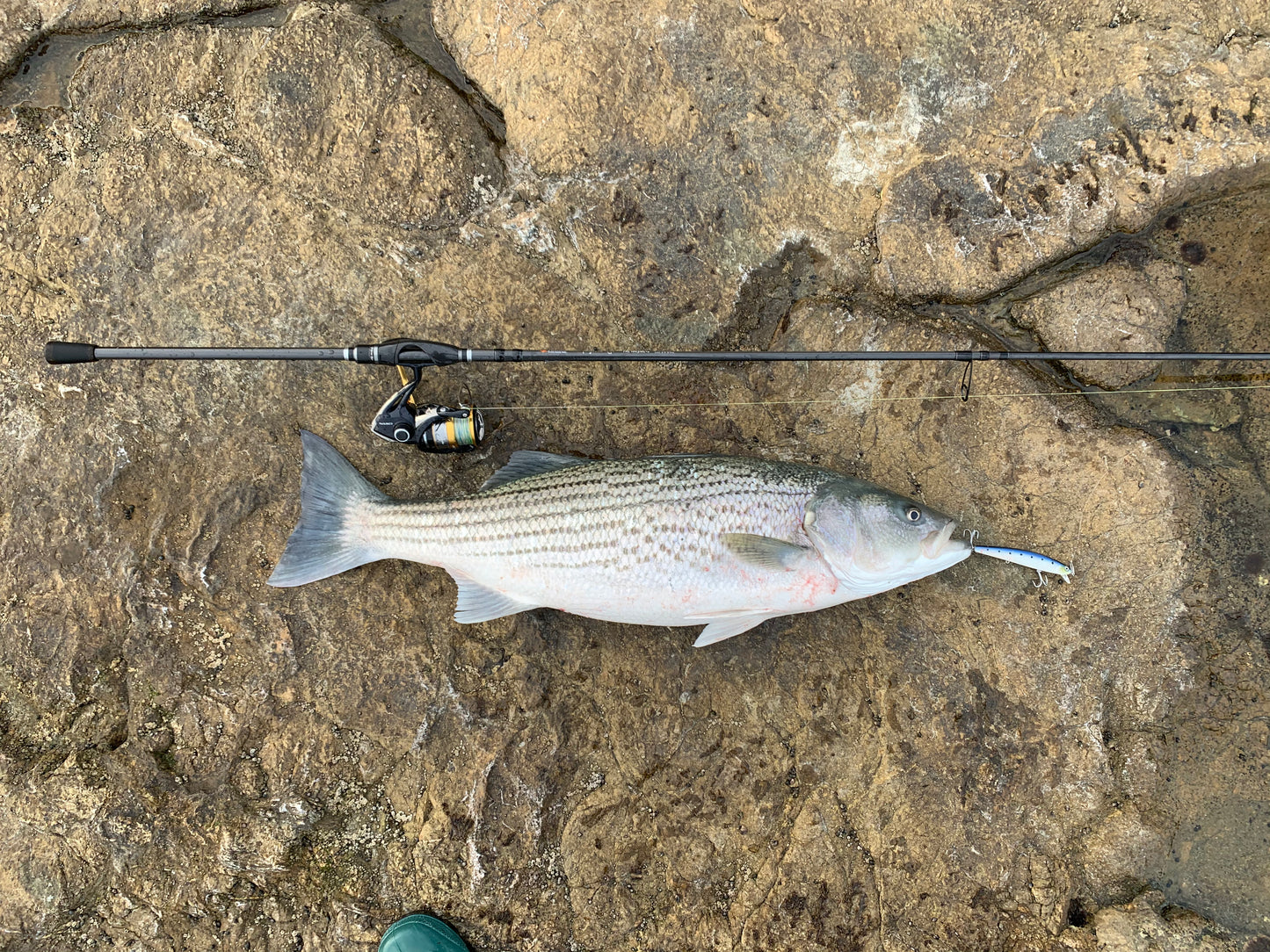 CALISSA 110 SURF SUSPENDING MINNOWS